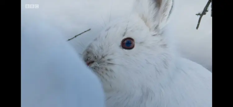 Snowshoe hare (Lepus americanus dalli) as shown in Seven Worlds, One Planet - North America
